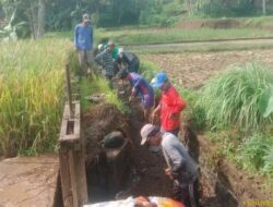 Pintu Air Rusak, Puluhan Hektar Padi Milik Petani di Sumedang Terancam Gagal Panen