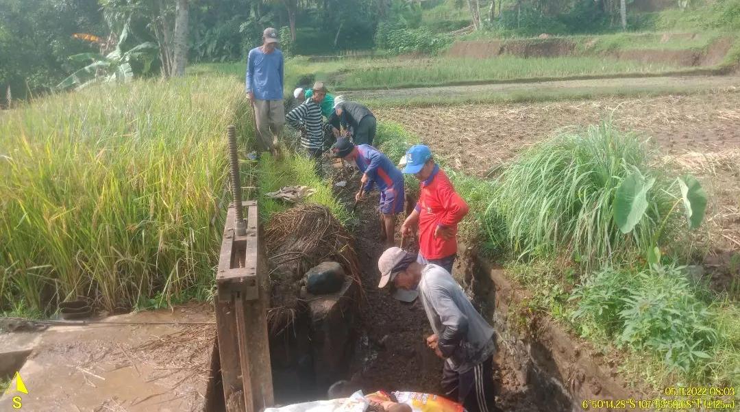Gagal Panen Padi