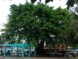 Bikin Adem, Begini Penampakan Pohon Berusia Puluhan Tahun di Taman Alun-alun Sumedang