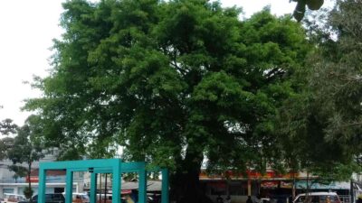 Bikin Adem, Begini Penampakan Pohon Berusia Puluhan Tahun di Taman Alun-alun Sumedang