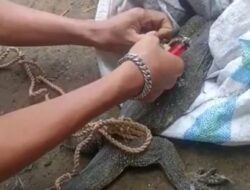 Geger, Biawak Seberat 5 Kg Masuk Pemukiman Warga di Cimanggung Sumedang