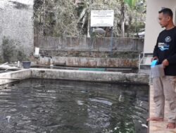 Jelang Imlek, Ikan Dewa Hasil Budidaya Warga Sumedang Ini Diburu Pembeli