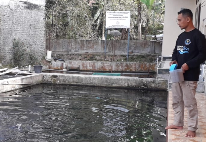 Ikan Dewa