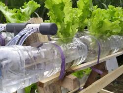 Nganggur? Yuk Cari Kesibukan dengan Menanam Hidroponik dari Botol Bekas