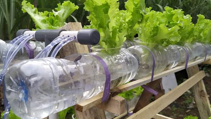 Tanaman Hidroponik dari Botol Bekas