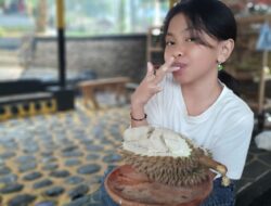 Kebun Durian Sangiang Bedil Sumedang, Petik Sendiri Buahnya Nikmati Sepuasnya