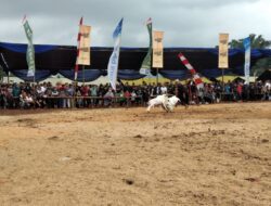 Ribuan Warga Padati Adu Ketangkasan Domba Piala H Umuh Muchtar dan Kodim Sumedang