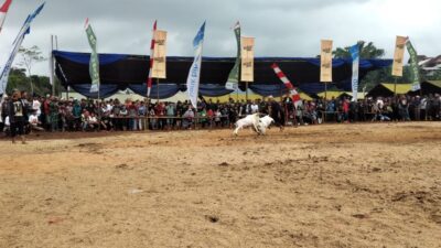 Ribuan Warga Padati Adu Ketangkasan Domba Piala H Umuh Muchtar dan Kodim Sumedang