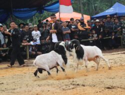 Seni Ketangkasan Domba Garut, Upaya Memulihkan Ekonomi Masyarakat di Sumedang Pasca Pandemi