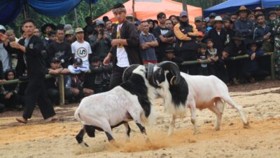Seni ketangkasan domba garut