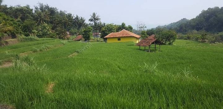 Pantangan Sawah Cibogo