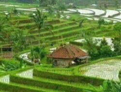 Sawah Pertama di Wilayah Priangan Ternyata Dibuka di Sumedang