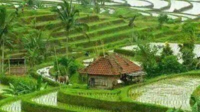 Sawah pertama di Priangan