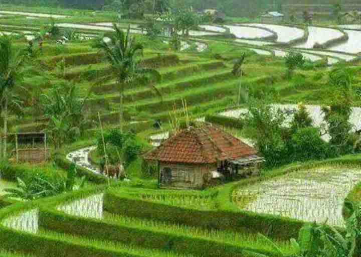 Sawah pertama di Priangan