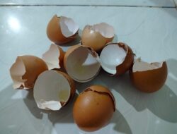 Tak Banyak yang Tahu, Ternyata Cangkang Telur Bisa jadi Penetralisir Limbah