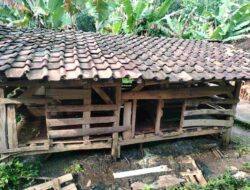 Maling Beraksi di Sumedang, Domba Satu Kandang Milik Warga Raib