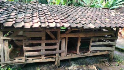 Maling Beraksi di Sumedang, Domba Satu Kandang Milik Warga Raib