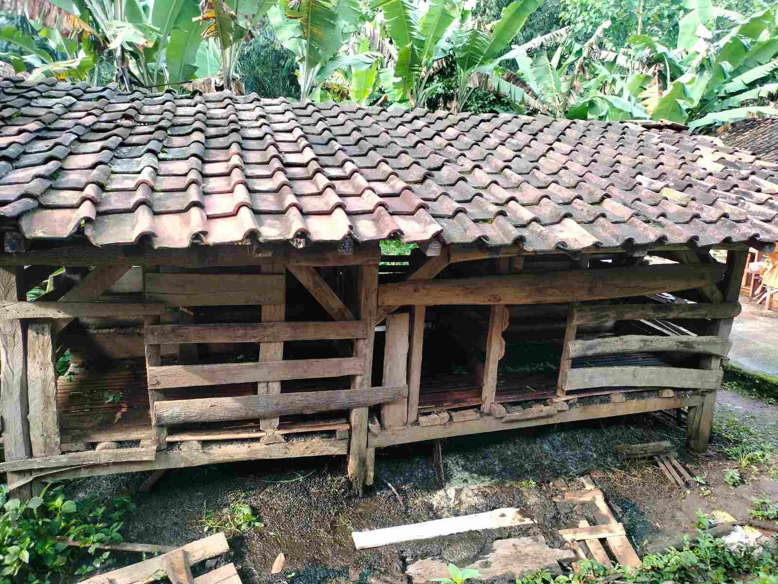 Domba satu kandang raib