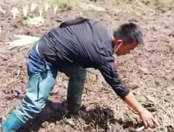 Bunga Rawa Edelweis Rusak Gegara Event Motor Trail, Pengelola Ranca Upas Buka Suara