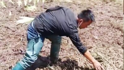 Bunga Rawa Edelweis Rusak Gegara Event Motor Trail, Pengelola Ranca Upas Buka Suara
