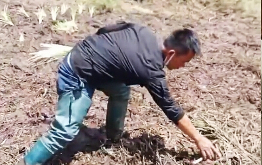 Bunga Rawa Edelweis di Ranca Upas