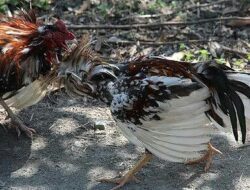 Gerebek Judi Sabung Ayam di Cicalengka, Polisi Sita 5 Motor dan 11 Ayam Adu