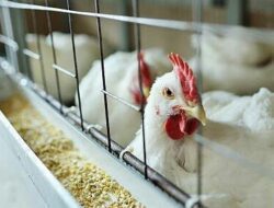 Isu Virus Flu Burung Belum Reda Jelang Ramadan, DPRD Minta Warga Tak Khawatir