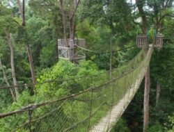 Hutan Nasional Bukit Bangkirai, Salah Satu Tempat Wisata Alam Terkenal di Kalimantan Timur