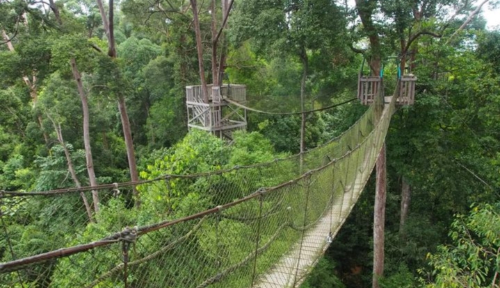 Hutan nasional Bukit Bangkirai