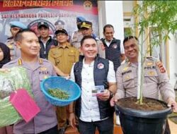 Warga Banjaran Ditangkap Usai Kedapatan Miliki Dua Pohon Ganja di Ciherang
