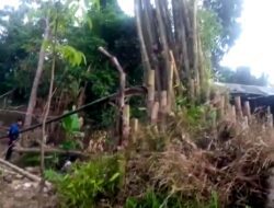 Aneh Tapi Nyata! Rumpun Bambu Roboh Diterjang Puting Beliung Bisa Kembali Berdiri Tegak di Sumedang