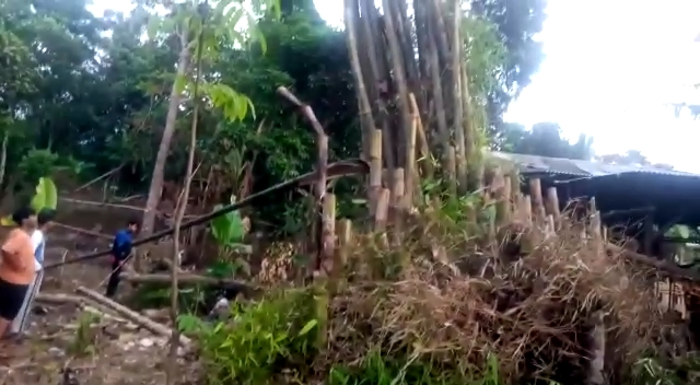 Rumpun bambu roboh