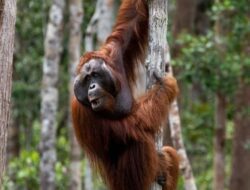 Taman Nasional Tanjung Puting Kalimantan Tengah, Wisata Luar Biasa Bagi Para Pengunjungnya