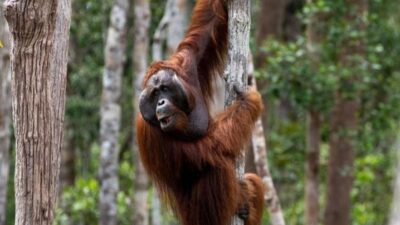 Taman Nasional Tanjung Puting