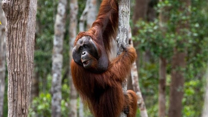 Taman Nasional Tanjung Puting