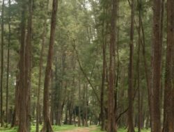 Pantai Tanah Merah Tanjung Harapan: Keindahan dan Keunikan Wisata di Kalimantan Timur