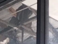 Monyet Bergelantungan Hebohkan Kantor Pusat Pemerintahan Sumedang
