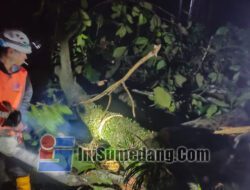 Lagi, Pohon Tumbang Terjadi di Ciherang, Pengendara Diimbau Hati-hati Melintasi Jalan Bandung-Sumedang