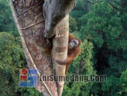 Wisata Taman Nasional Gunung Palung: Menjelajahi Keanekaragaman Hayati Hutan Hujan Tropis Kalimantan Barat