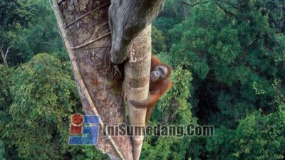 Taman Nasional Gunung Palung