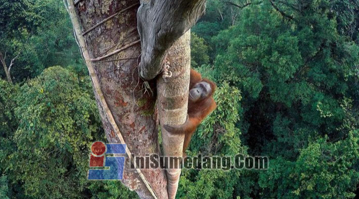 Taman Nasional Gunung Palung