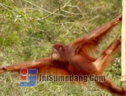 Mau Liat Orangutan? Taman Nasional Sebangau, Kalimantan Tengah Harus Anda Kunjungi