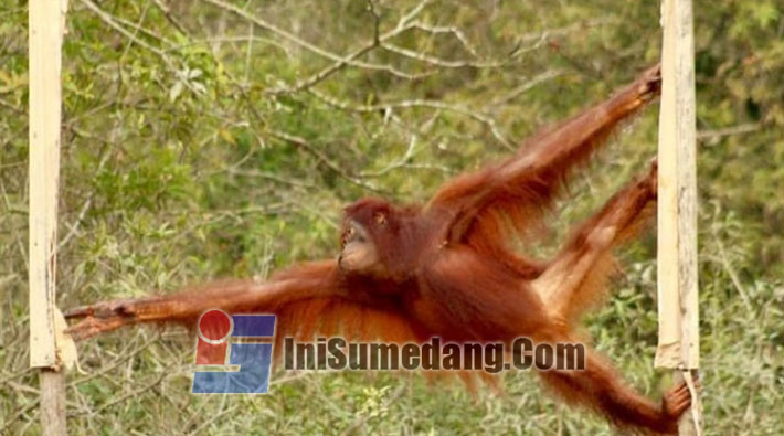 Taman Nasional Sebangau Kalimantan Tengah