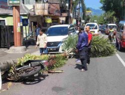 Akibat Lapuk, Pohon Palem di Sumedang Tumbang Timpa Motor