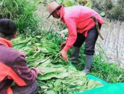 Buruh Tani di Sumedang Kembali Dapat Kucurkan BLT, Segini Besarannya