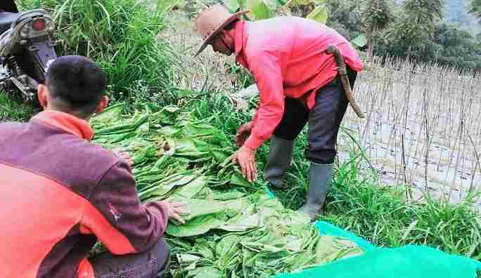 BLT petani tembakau
