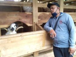 Jelang Idul Adha, Pesanan Kambing Qurban di Sumedang Sudah Meningkat