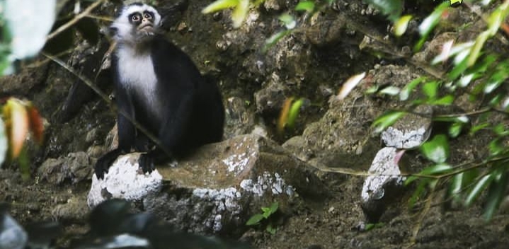 Taman Nasional Kayan Mentarang