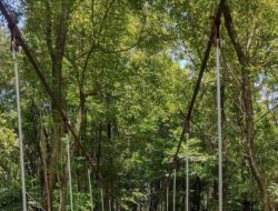 Menikmati Keindahan Alam Pulau Pinus Aranio, Destinasi Wisata Populer di Kalimantan Selatan