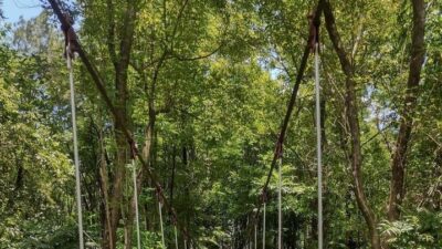 Pulau Pinus Aranio Kalimantan Selatan